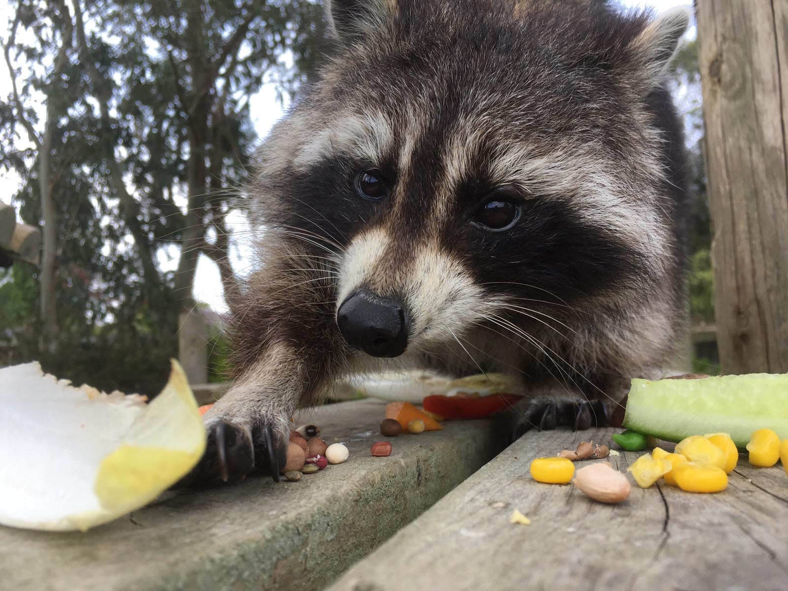 Turnip the raccoon at Drusillas Park in Alfriston, East Sussex.